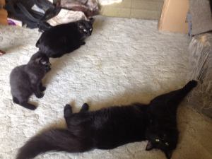 11904730_10206803136612380_1527018532911044347_n